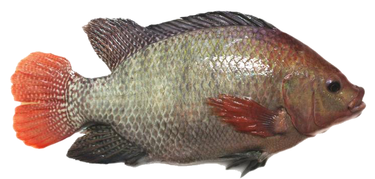 Tilapia Saint Peter