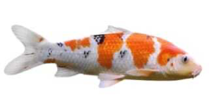 Carpa Koi