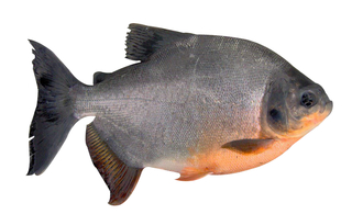 Pacu